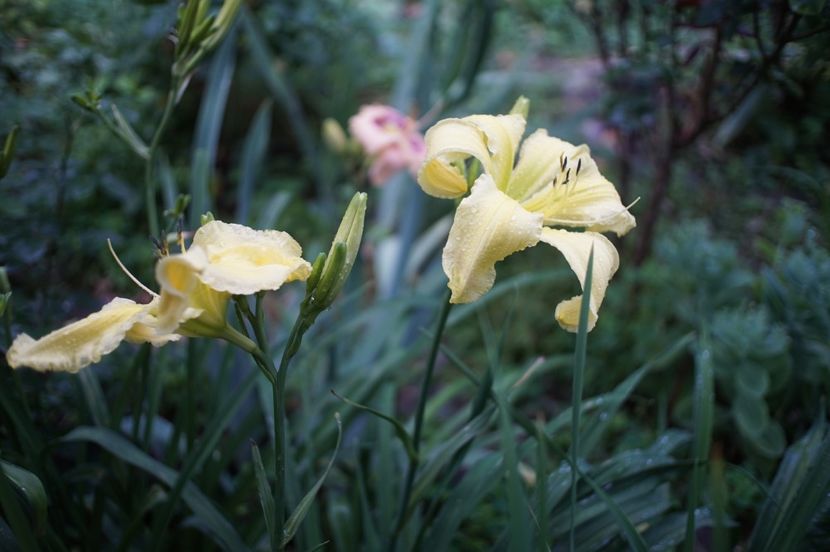  - Hemerocallis 2020- 2021- 2022