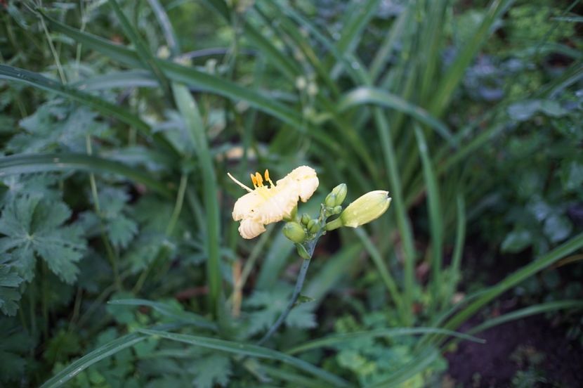  - Hemerocallis 2020- 2021- 2022