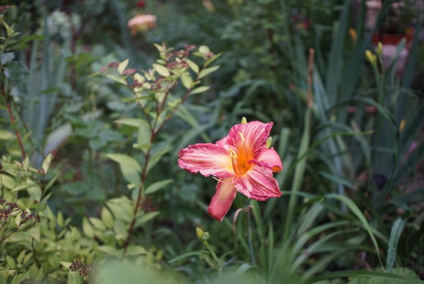  - Hemerocallis 2020- 2021- 2022