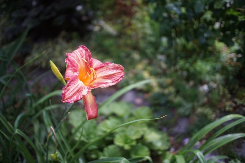  - Hemerocallis 2020- 2021- 2022