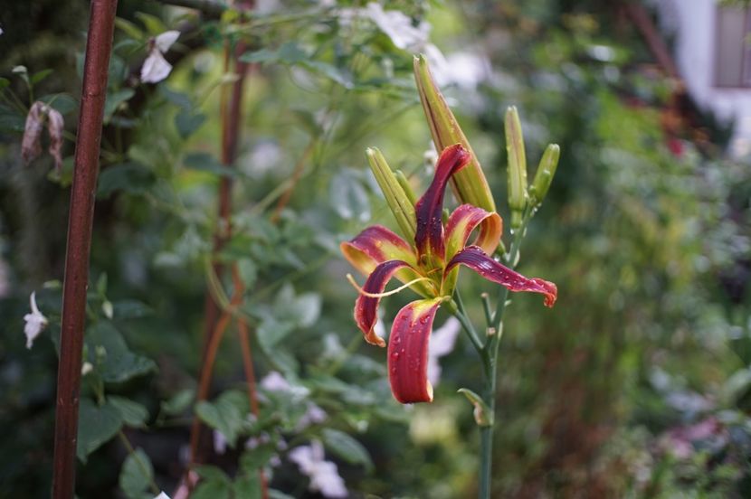  - Hemerocallis 2020- 2021- 2022