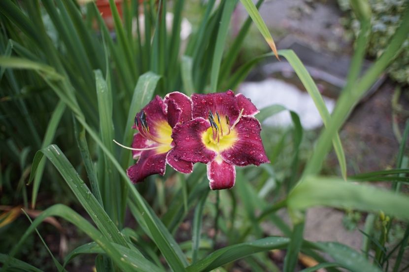  - Hemerocallis 2020- 2021- 2022