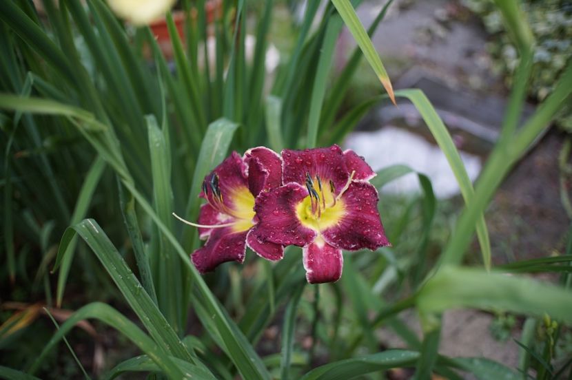 - Hemerocallis 2020- 2021- 2022