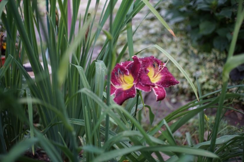  - Hemerocallis 2020- 2021- 2022