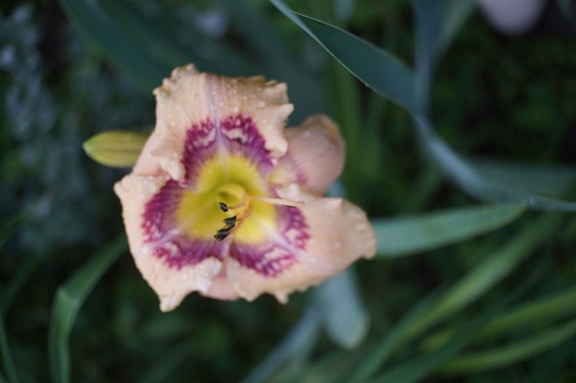  - Hemerocallis 2020- 2021- 2022