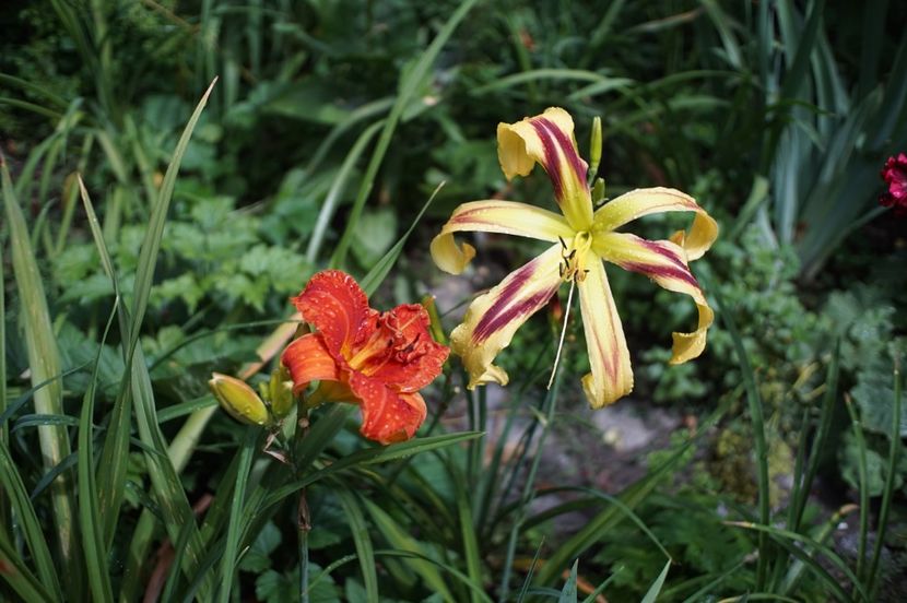  - Hemerocallis 2020- 2021- 2022