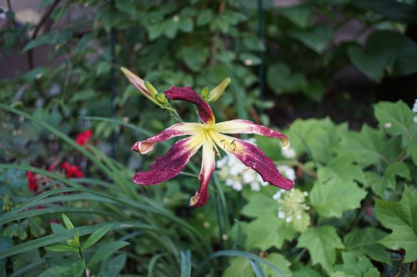 Chokecherry mountain - Hemerocallis 2020- 2021- 2022