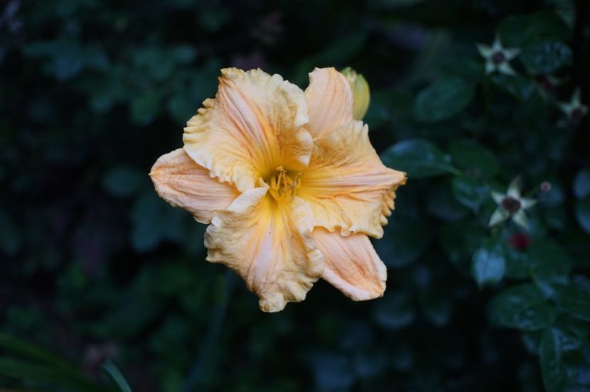 Golden Hibiscus - Hemerocallis 2020- 2021- 2022