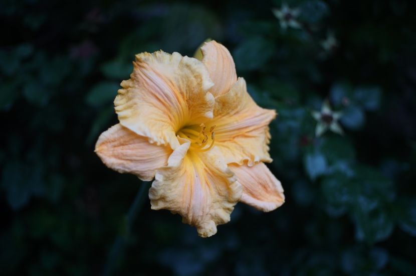  - Hemerocallis 2020- 2021- 2022