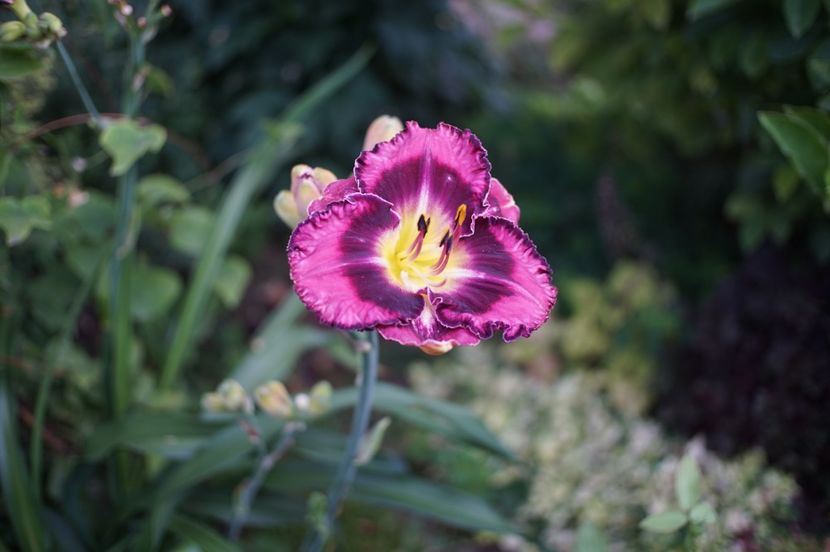  - Hemerocallis 2020- 2021- 2022
