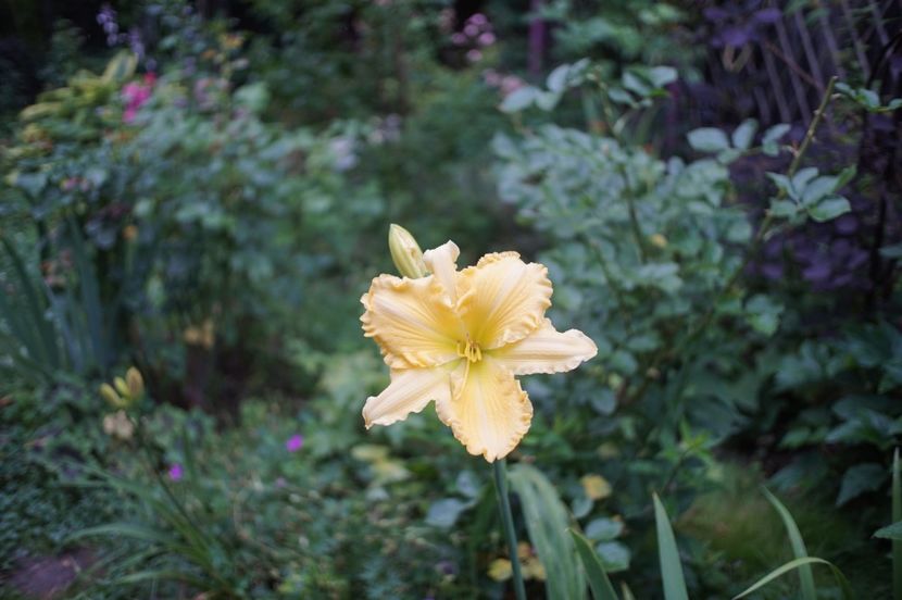  - Hemerocallis 2020- 2021- 2022