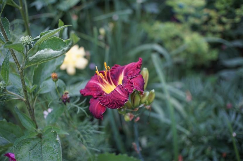  - Hemerocallis 2020- 2021- 2022