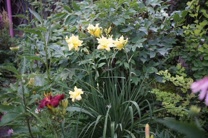 - Hemerocallis 2020- 2021- 2022