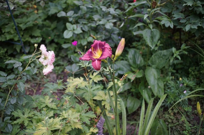  - Hemerocallis 2020- 2021- 2022