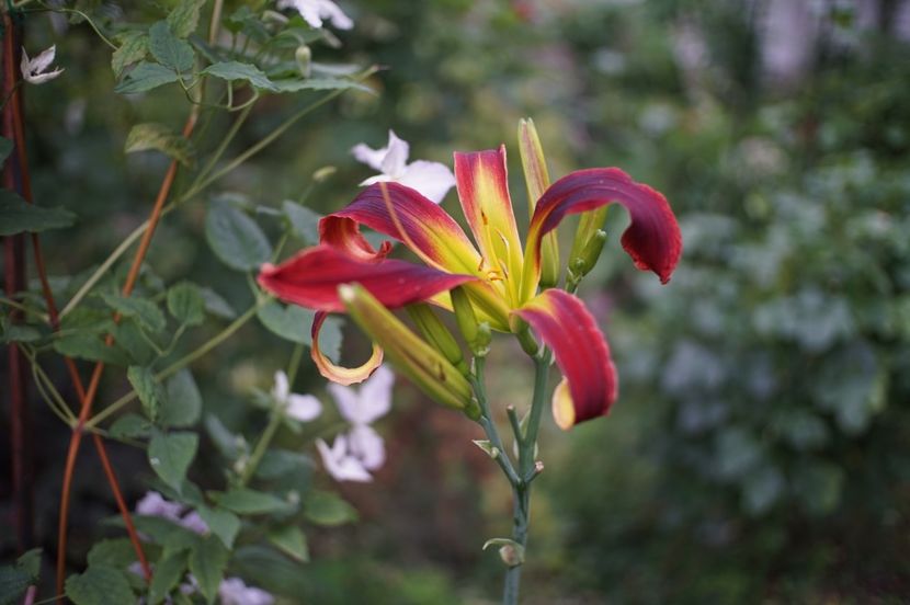  - Hemerocallis 2020- 2021- 2022