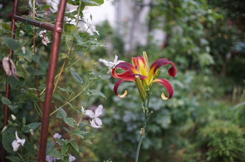  - Hemerocallis 2020- 2021- 2022