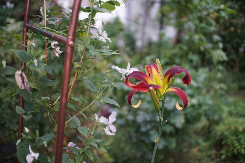  - Hemerocallis 2020- 2021- 2022