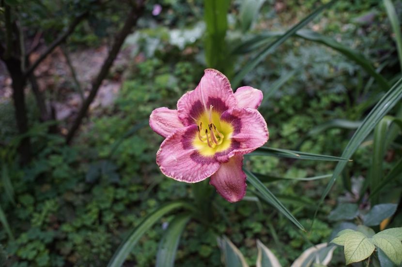  - Hemerocallis 2020- 2021- 2022