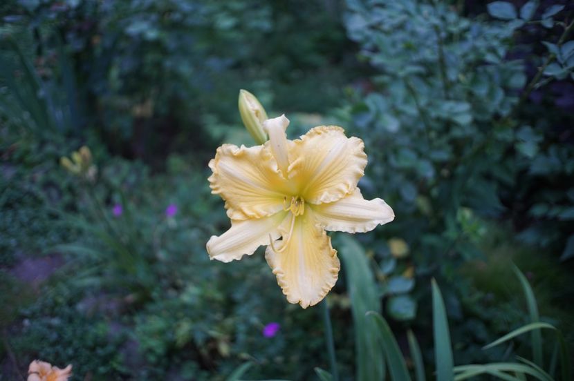  - Hemerocallis 2020- 2021- 2022