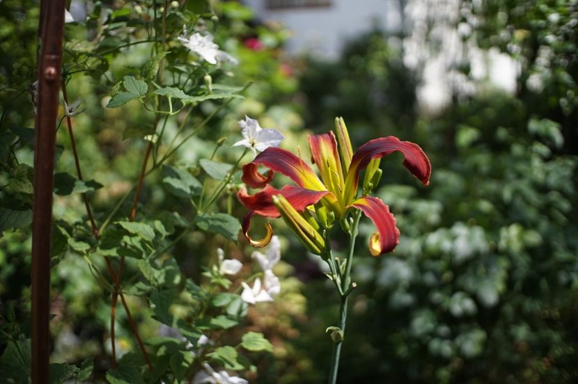  - Hemerocallis 2020- 2021- 2022