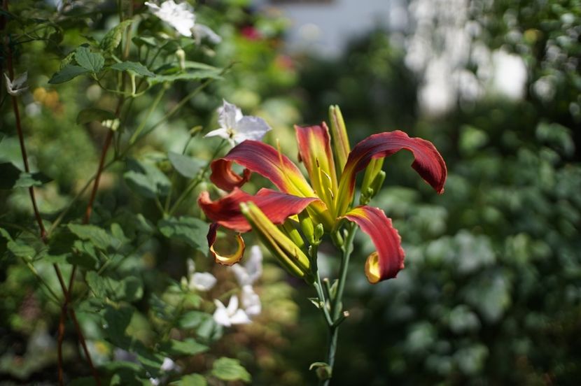  - Hemerocallis 2020- 2021- 2022