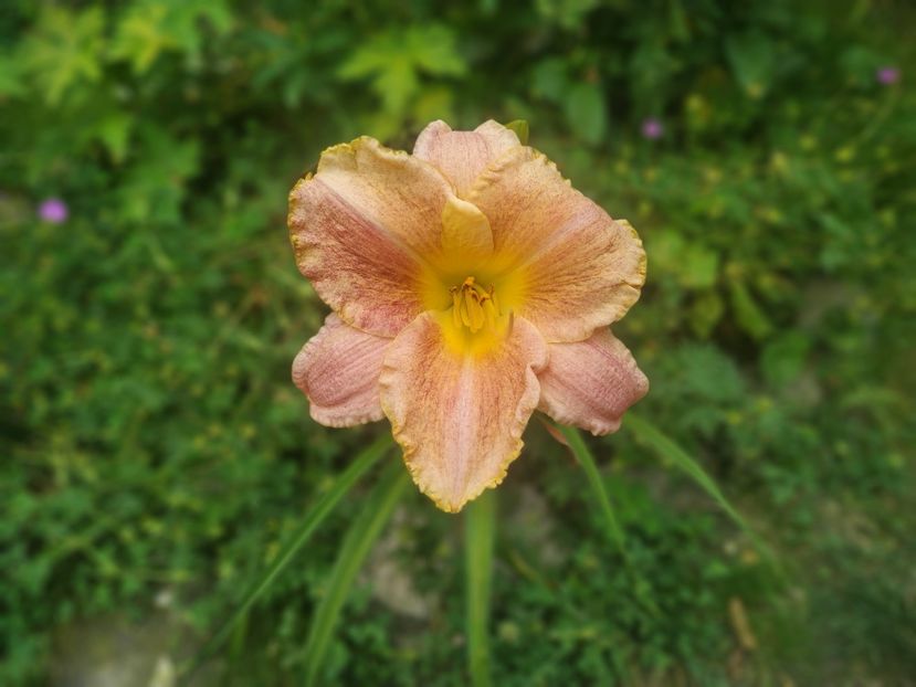  - Hemerocallis 2020- 2021- 2022