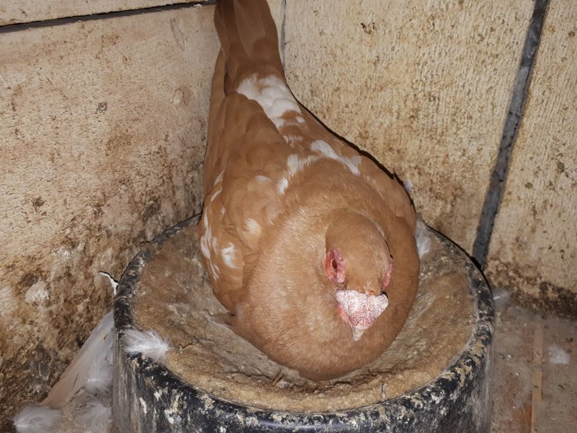  - K _ carunculați 2021