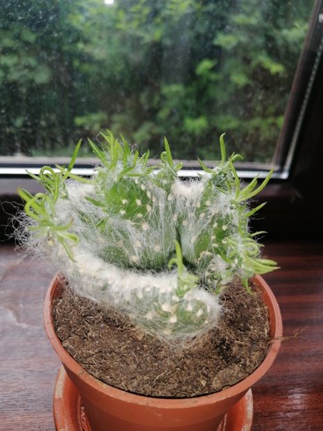 Austrocylindropuntia vestita f. cristata - Adenium Hoya si alte plante suculente