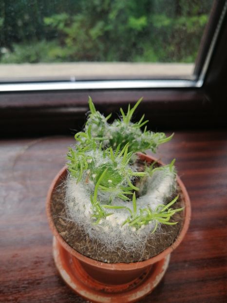 - Adenium Hoya si alte plante suculente