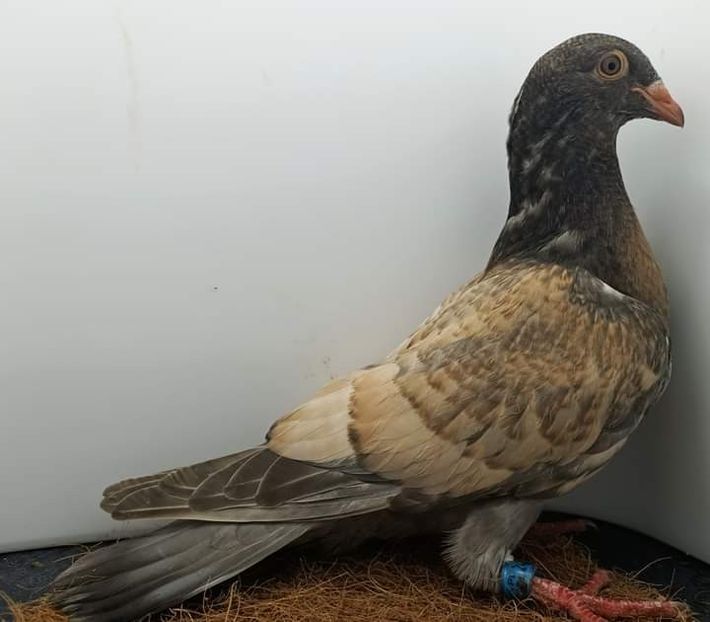  - NU IMI APARTIN ALBUM NR 2