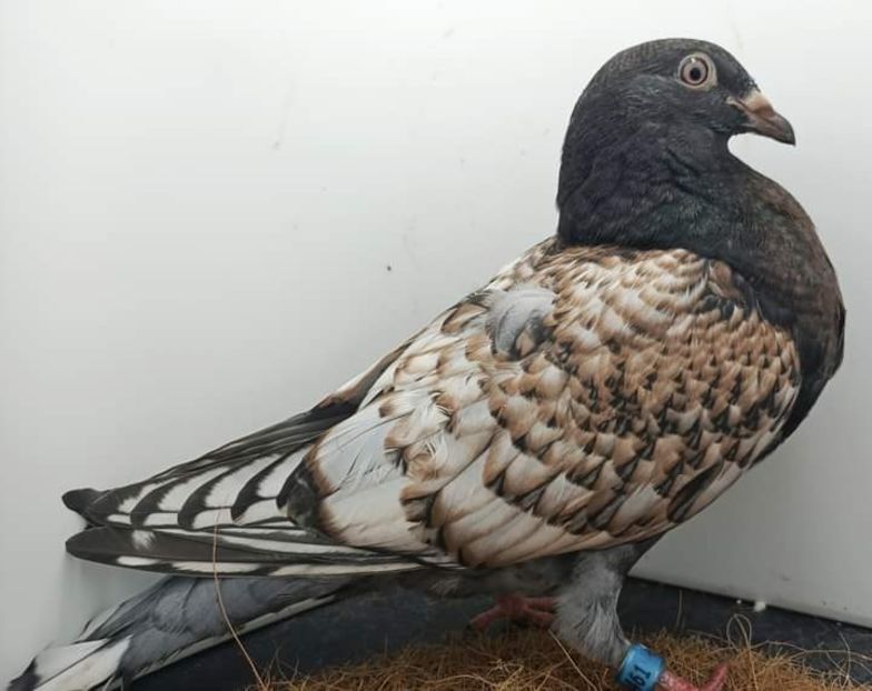  - NU IMI APARTIN ALBUM NR 2