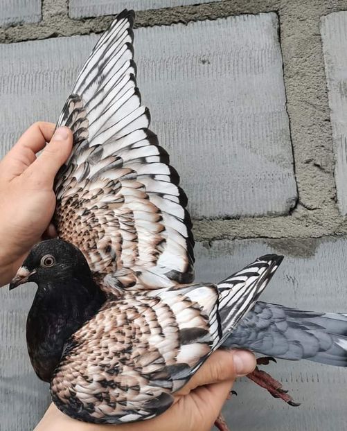  - NU IMI APARTIN ALBUM NR 2