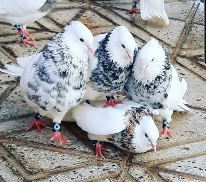  - NU IMI APARTIN ALBUM NR 2