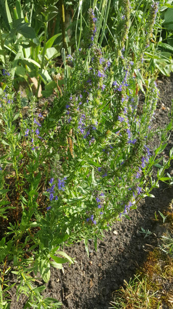 hyssopus officinalis(isop) - Gradina si terasa PrimaLuce_8-Hello 2021