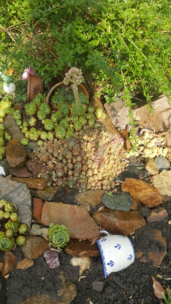 sempervivum mix - Gradina si terasa PrimaLuce_8-Hello 2021