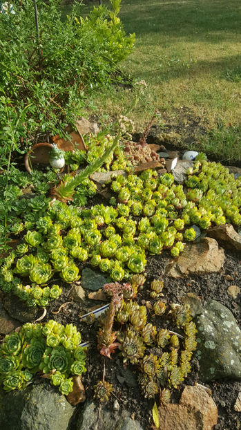 sempervivum mix - Gradina si terasa PrimaLuce_8-Hello 2021