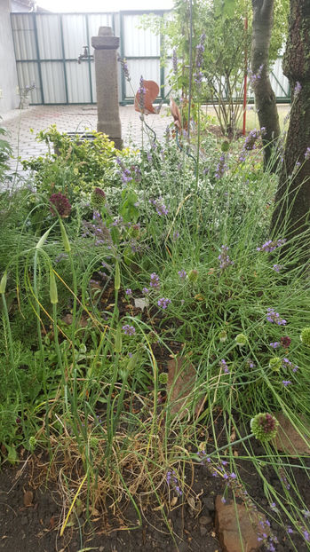 allium sphaerocephalon - Gradina si terasa PrimaLuce_8-Hello 2021