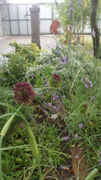 allium sphaerocephalon - Gradina si terasa PrimaLuce_8-Hello 2021
