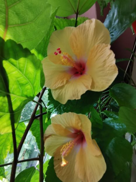  - Hibiscus 2015-2024
