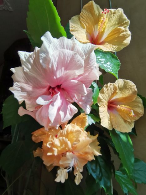  - Hibiscus 2015-2024