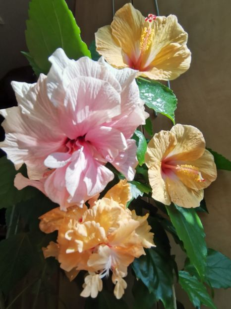  - Hibiscus 2015-2024