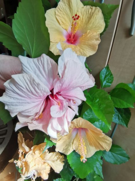  - Hibiscus 2015-2024