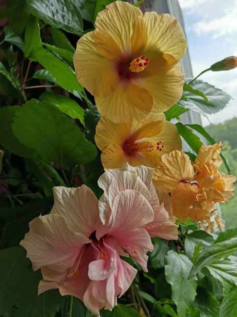  - Hibiscus 2015-2024