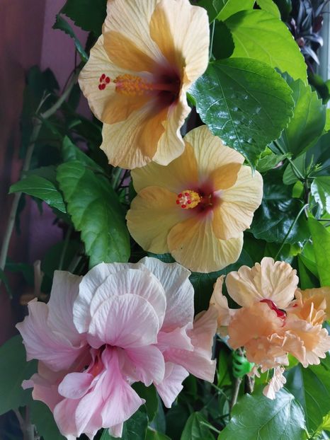 - Hibiscus 2015-2024