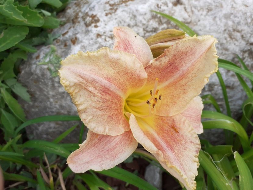 Nn - Hemerocallis 2021