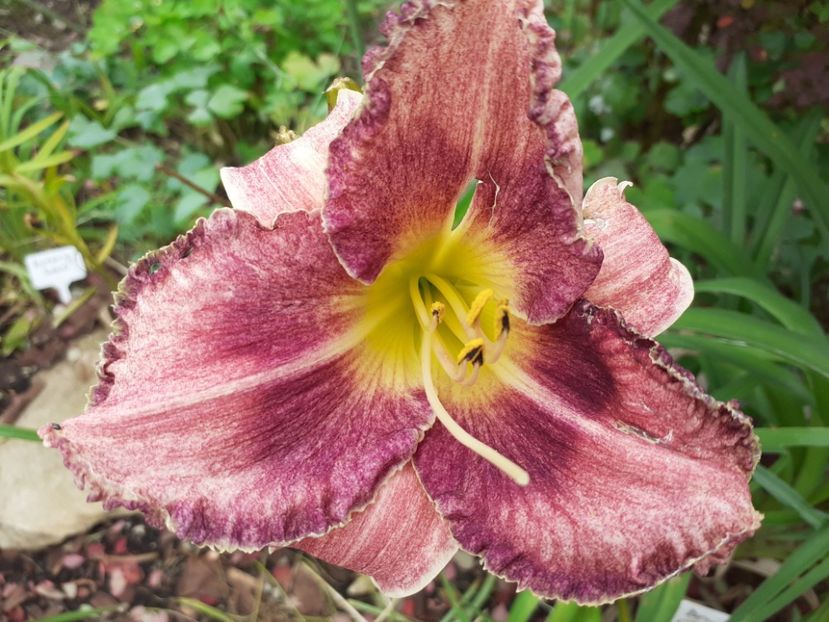 Nn - Hemerocallis 2021