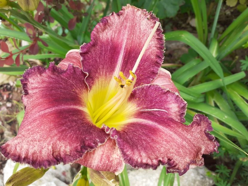 Nn - Hemerocallis 2021