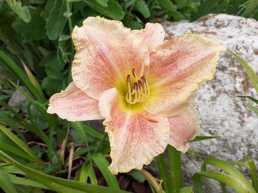 Nn - Hemerocallis 2021