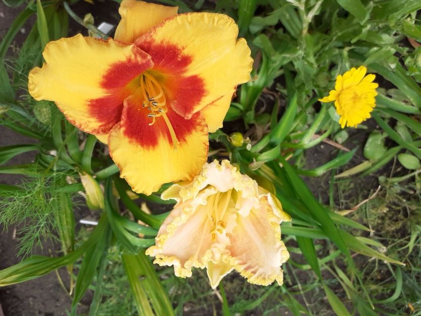 Love those eyes - Hemerocallis 2021