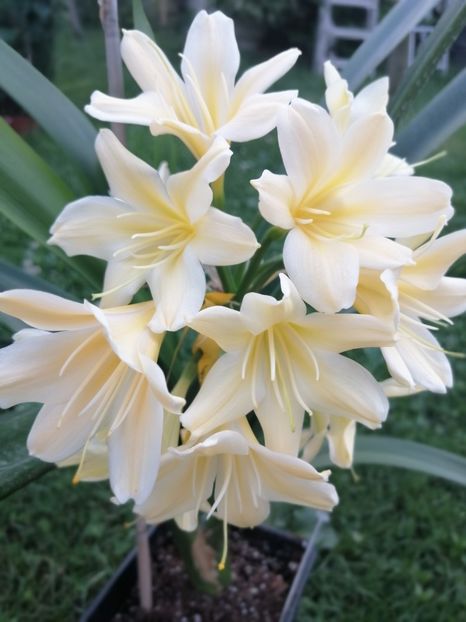  - CLIVIA